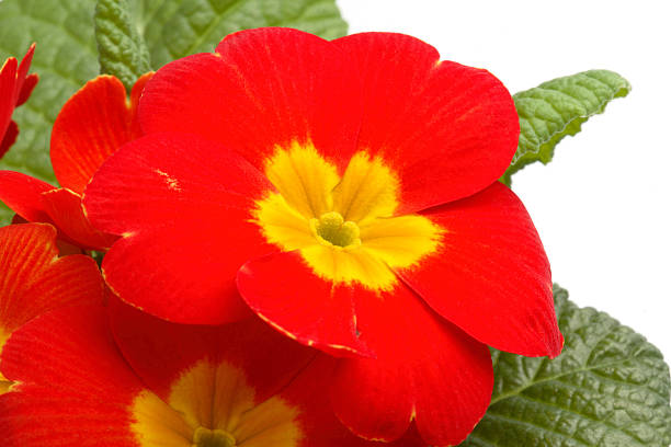 Detail of primrose stock photo