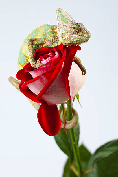 istock Beautiful big chameleon sitting on a flower 147058936