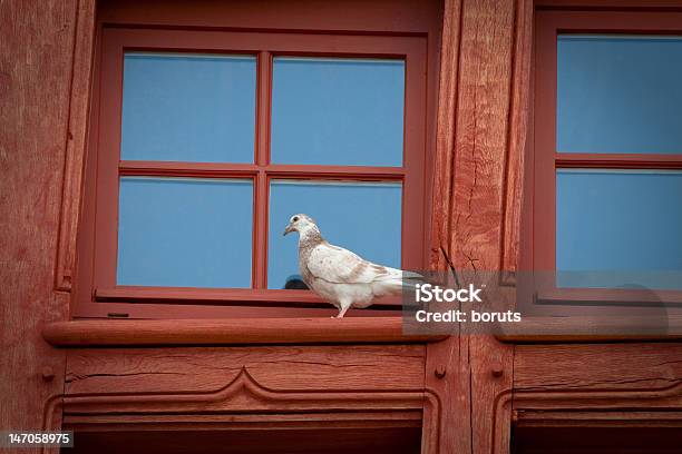 Photo libre de droit de Pigeon De La Fenêtre banque d'images et plus d'images libres de droit de Aile d'animal - Aile d'animal, Blanc, Christianisme