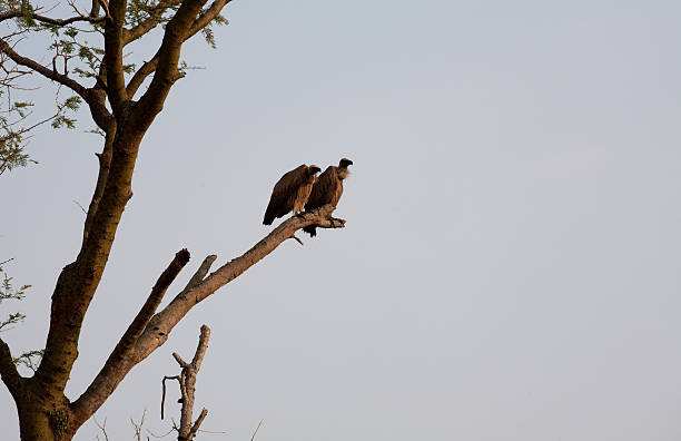 Vultures - foto de stock