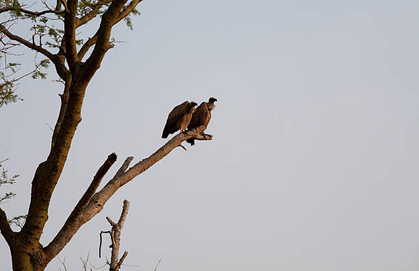 Vultures - foto de acervo