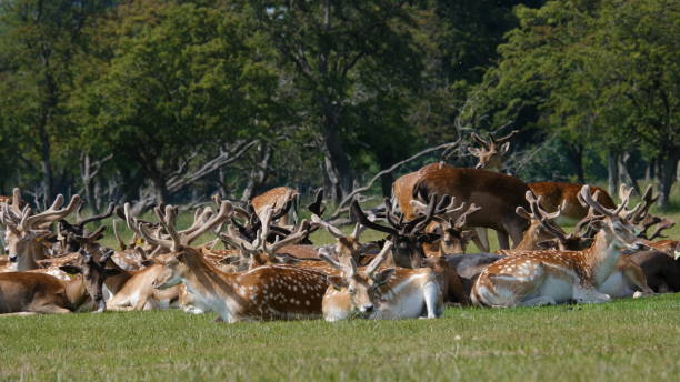 istock Herd of Fallow Deer in Phoenix Park, Dublin, Ireland 1470590490