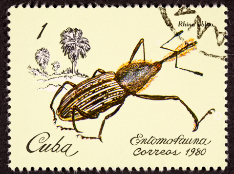 Postage stamp showing the weevil rhina oblita - See lightbox for more