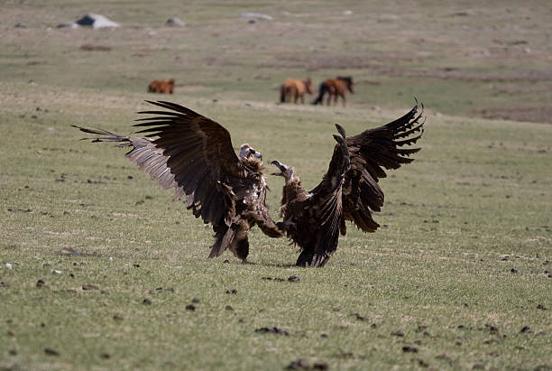 istock fight of vultures 147059112
