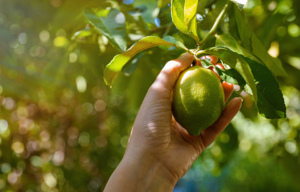 Woman's hand plucks ripe lime from branch.