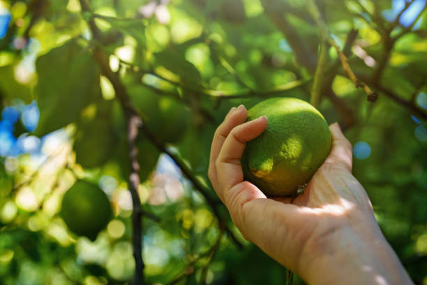 istock Woman's hand plucks ripe lime from branch. 1470591508