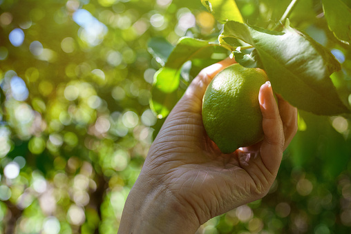 Woman's hand plucks ripe lime from branch.