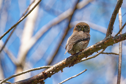 Owls survive in the forests of Cuba
