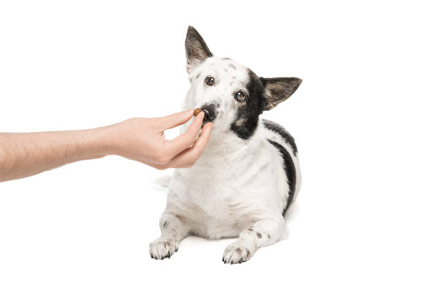 istock Black-and-white mongrel dog on a white background and eats food from the owner's hand. 1470591730