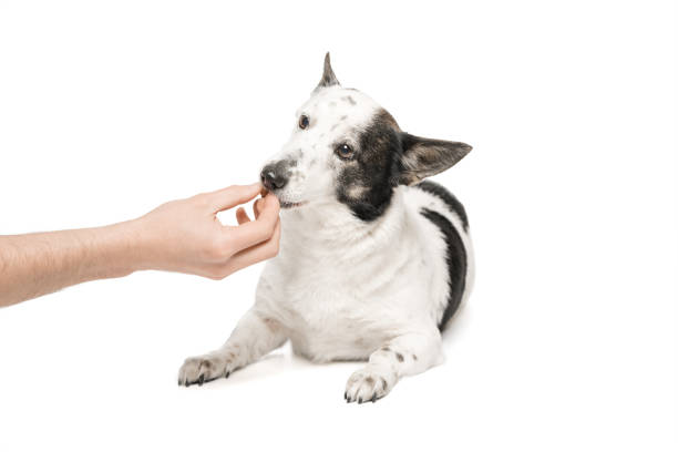 istock Black-and-white mongrel dog on a white background and eats food from the owner's hand. 1470591731