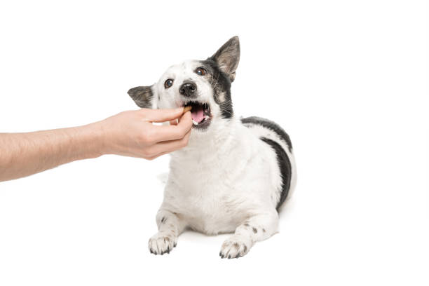 istock Black-and-white mongrel dog on a white background and eats food from the owner's hand. 1470591744