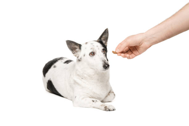 istock Black-and-white mongrel dog on a white background and eats food from the owner's hand. 1470591745