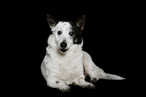 A black-and-white mongrel dog lies on a black background and looks towards the camera.