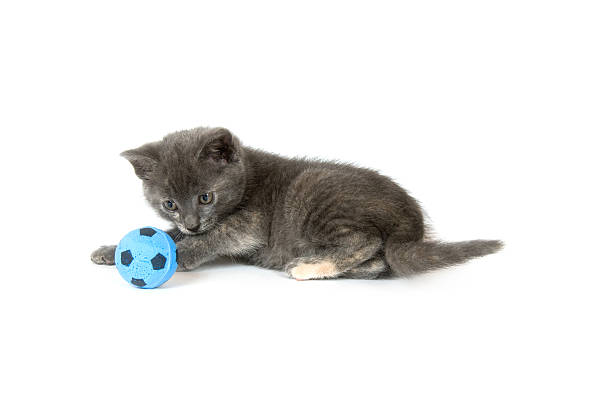 istock Gray kitten playing with soccer ball 147059184