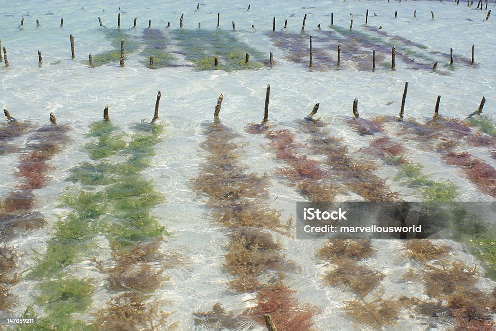 Морские водоросли Плантация - Стоковые фото Плантация роялти-фри