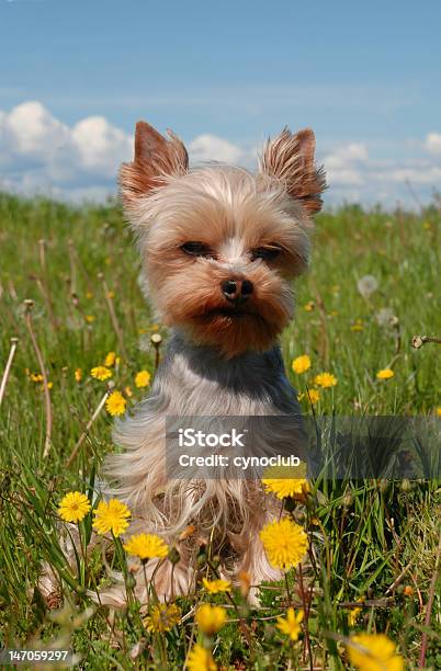 Yorkshire Terrier Stockfoto und mehr Bilder von Welpe - Welpe, Yorkshireterrier, Blau