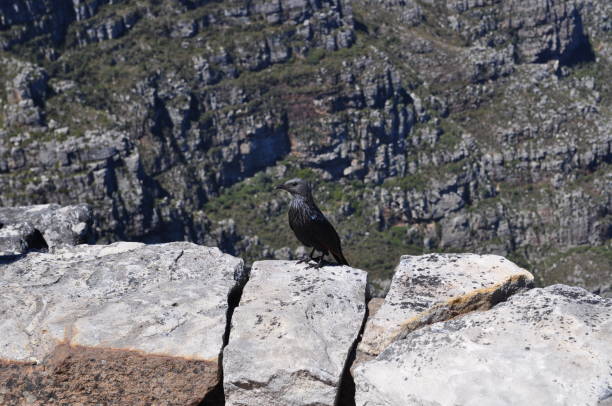 istock Table Mountain National Park - Cape Town 1470593134
