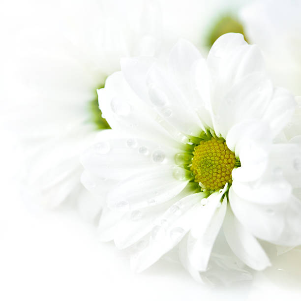 istock Close up of Daisy Flowers 147059457