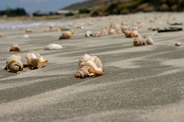 Shells along Mahanga Beach stock photo