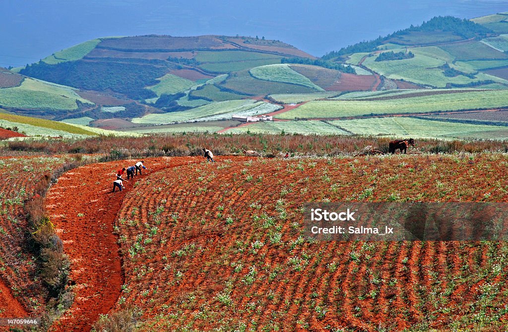 Restaurant Harvest - Photo de Agriculture libre de droits