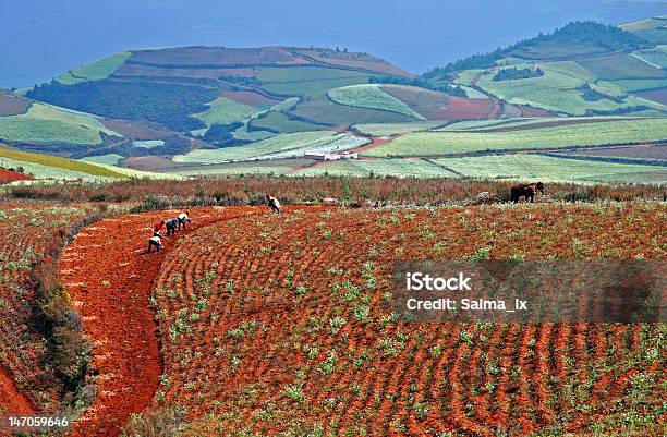 Photo libre de droit de Restaurant Harvest banque d'images et plus d'images libres de droit de Agriculture - Agriculture, Champ, Chine