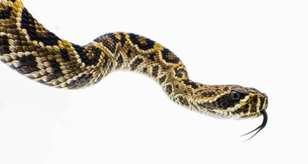 イースタンダイアモンドバックガラガラヘビ – 白い背景にクロタルスアダマンテウス、舌を出して頭の側面図。 - antivenin ストックフォトと画像