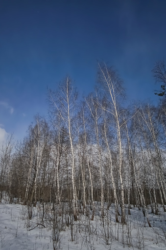 Birches against the blue sky in February in sunny weather, a birch grove in winter