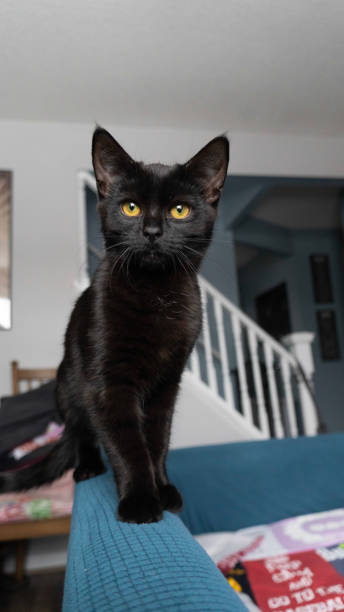 istock Black domestic cat portrait. Vertical shots 1470597006