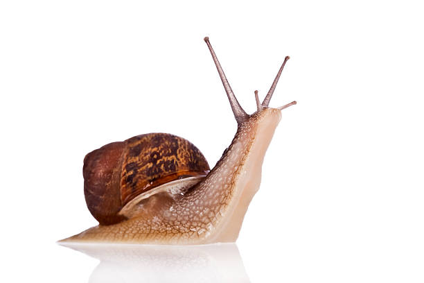 istock Garden snail looking up isolated on white background 147059716