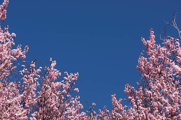 Rosadas's - foto de stock