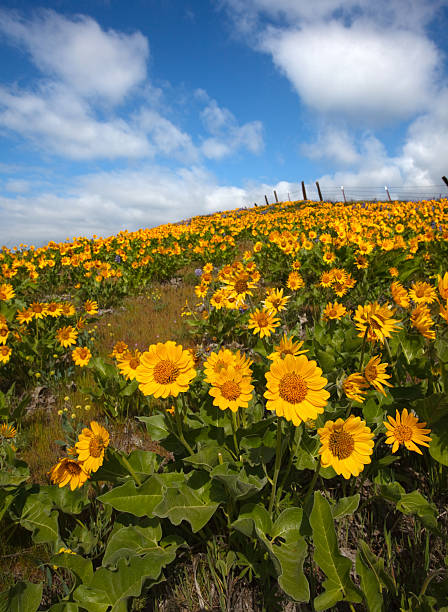 istock Fluffy Clouds over field of sunflowers 147059832