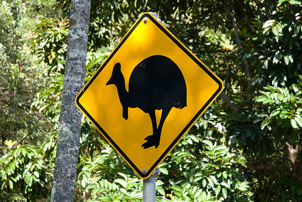 istock Road sign for cassowary, Daintree NP, Australia 147059839