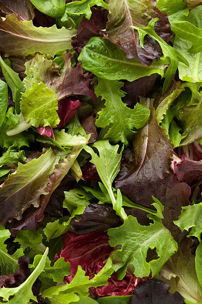 istock Spring mix of different types of lettuce greens 147059901
