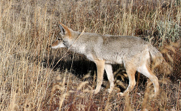 Coyote stock photo