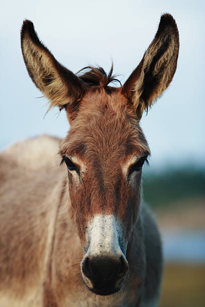 istock Portrait of a donkey 147059945