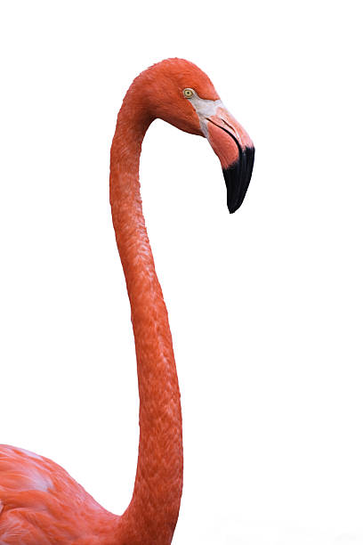 istock Red and pink colored flamingo sitting on a white background 147060013