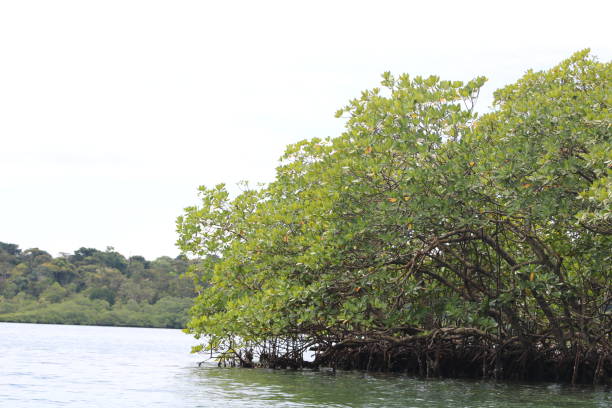 istock Mangroves in a Caribbean coast 1470600191