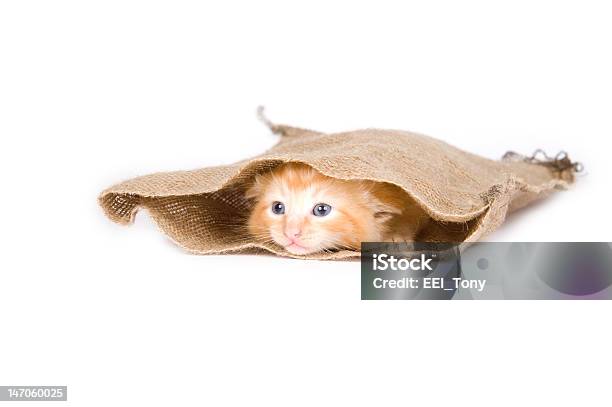 Filhote De Gato Em Um Saco - Fotografias de stock e mais imagens de Gato domesticado - Gato domesticado, Saco, Amarelo