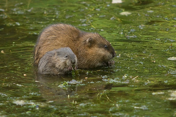 Momma muskrat and baby