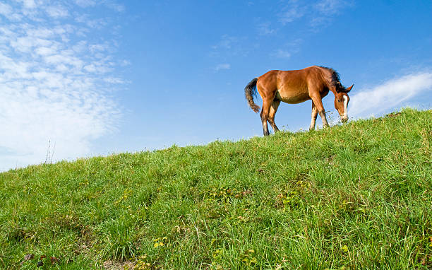 Horse stock photo