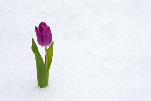 purple tulip in the fresh snow