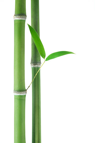 Bamboo over white stock photo