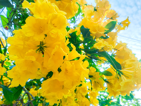 beautiful yellow flower that blooms on a sunny morning