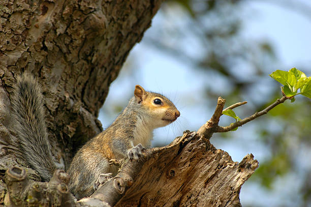 Young Grey Squirrel in tree stock photo