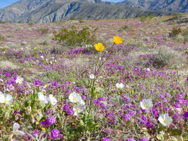 istock Spring Desert Bloom Wildflower Superbloom in Anza Borrego 1470602610