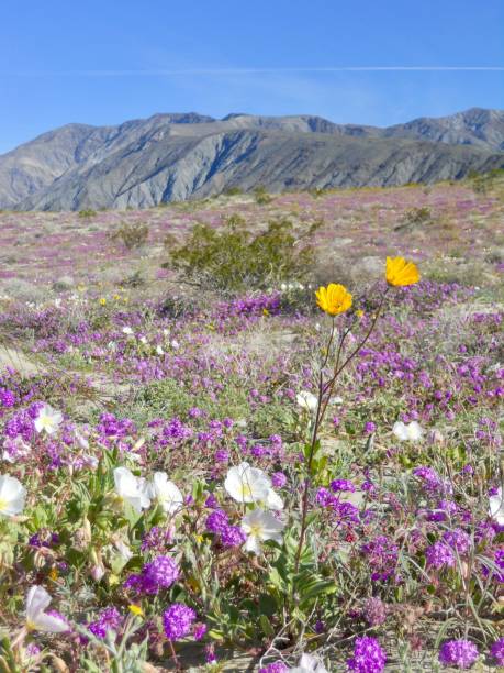 istock Spring Desert Bloom Wildflower Superbloom in Anza Borrego 1470602620
