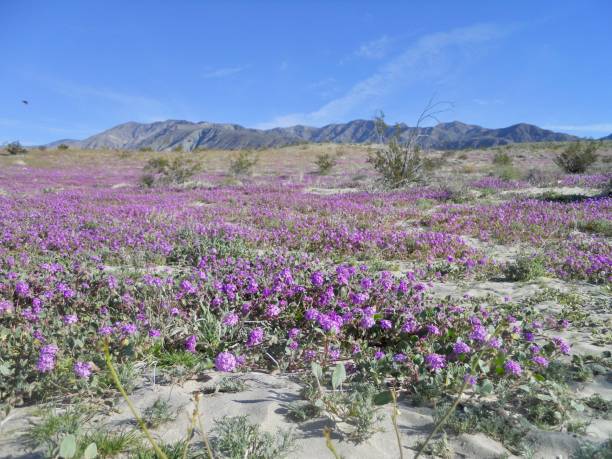 istock Spring Desert Bloom Wildflower Superbloom in Anza Borrego 1470602628