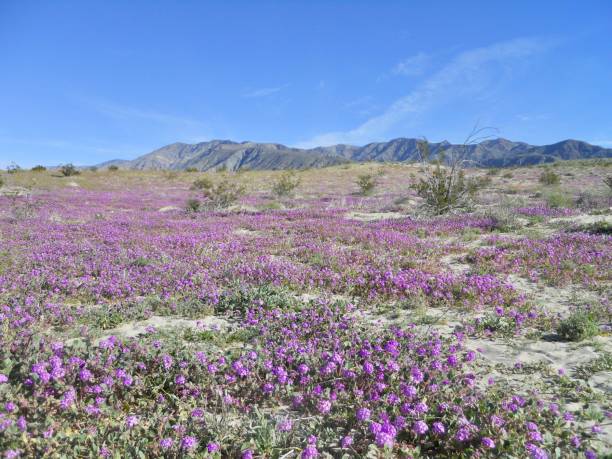 istock Spring Desert Bloom Wildflower Superbloom in Anza Borrego 1470602629