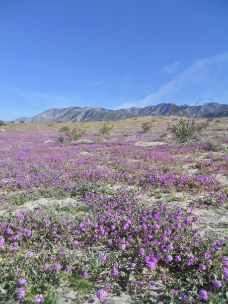 istock Spring Desert Bloom Wildflower Superbloom in Anza Borrego 1470602637