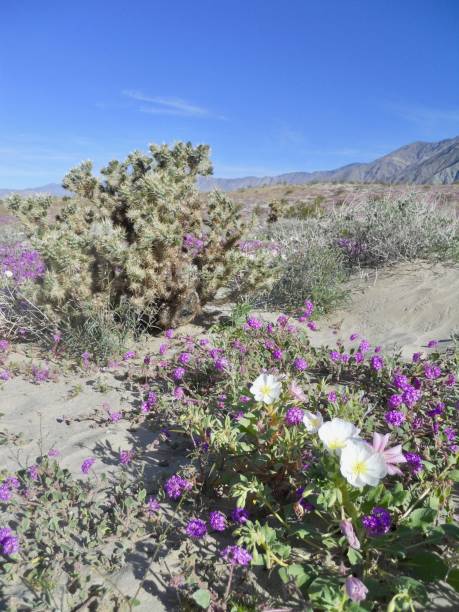 istock Spring Desert Bloom Wildflower Superbloom in Anza Borrego 1470602638